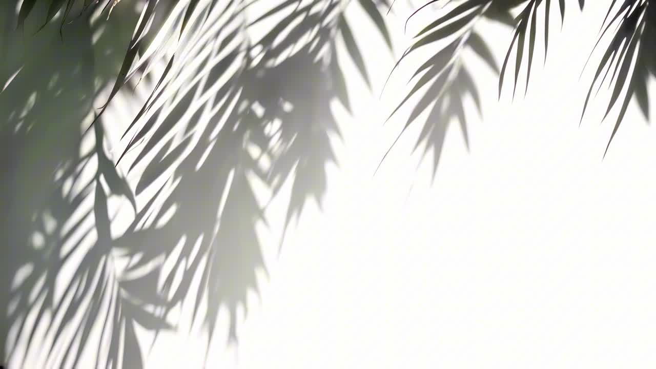 明るい白い背景にヤシの葉の影が映るソフトフォーカスの動画。低いアングルから撮影。