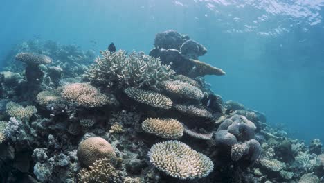 a shallow coral reef system suitable for swimmers to enjoy a wide range of water activities