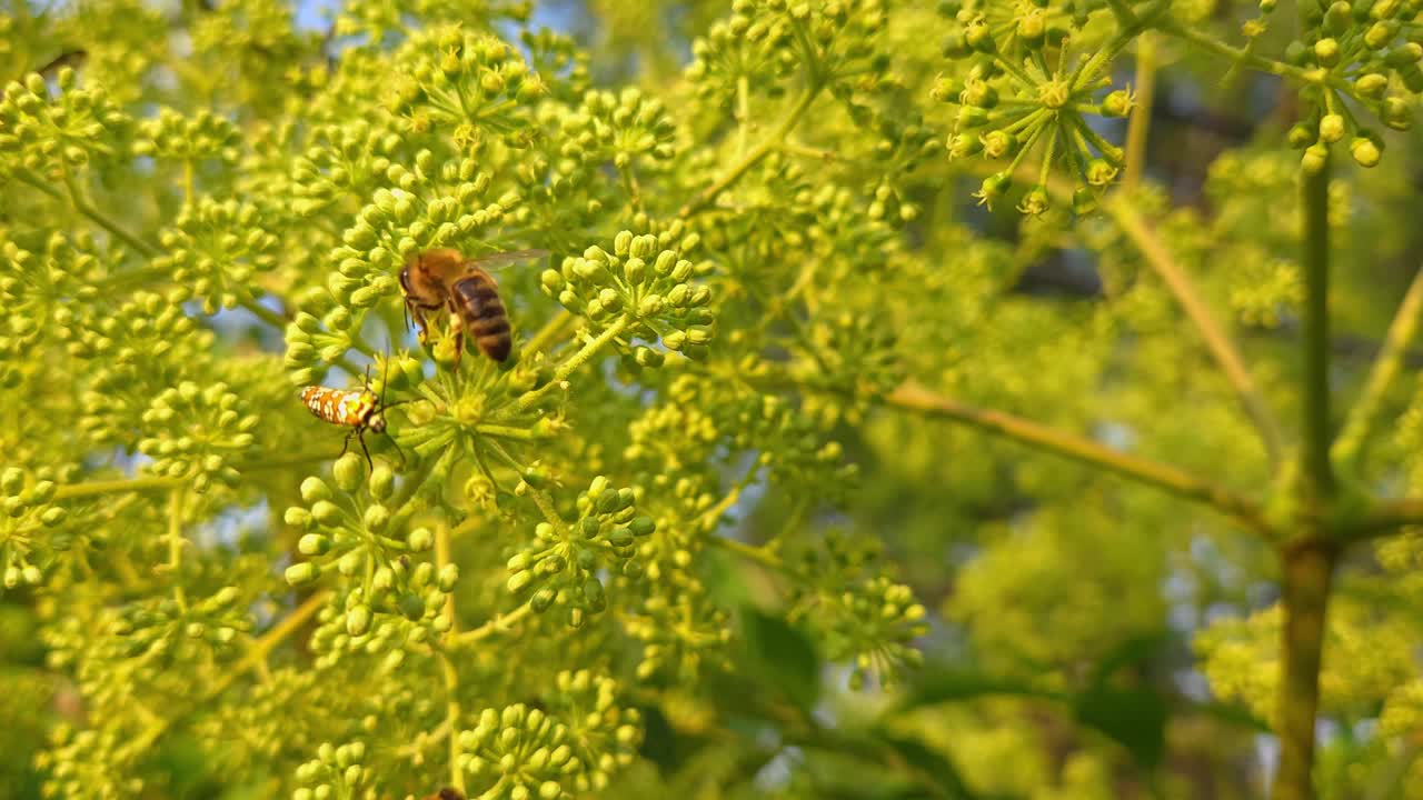 la abeja melífera polinizando la pernisca silvestre con la polilla del gusano de la telaraña ailanthus que se une