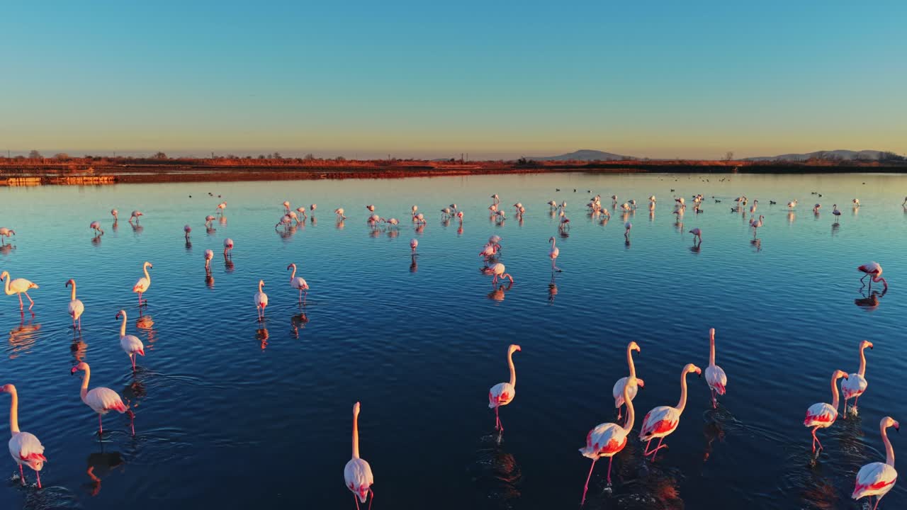Flamingos gather in water during sunset hours at their natural habitat