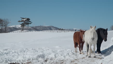 Manada-De-Caballos-Parados-En-El-Rancho-Nevado-Del-Cielo-Daegwallyeong-En-Las-Tierras-Altas-De-Corea-Del-Sur