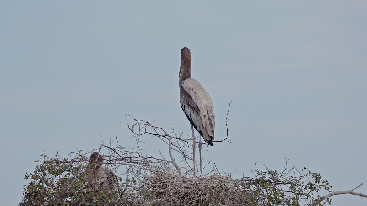 In the morning, a juvenile painted stork sitting alone in the nest at the tree top in keoladeo bird sanctuary, India.