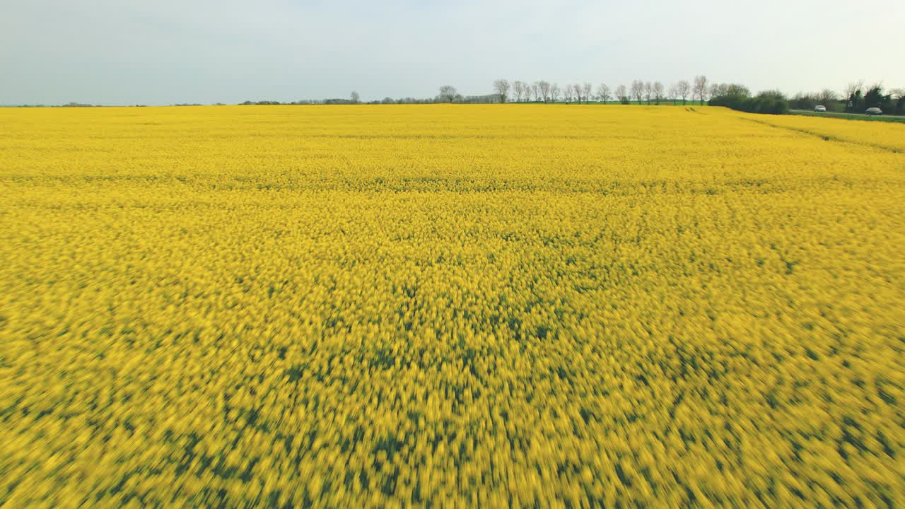 drone volando a baja altura sobre el campo amarillo de colza en yorkshire, inglaterra