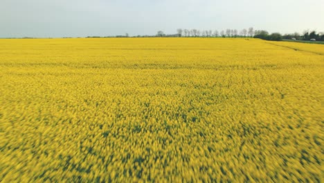 drone vliegt op lage hoogte over koolzaadgeel veld in yorkshire, engeland