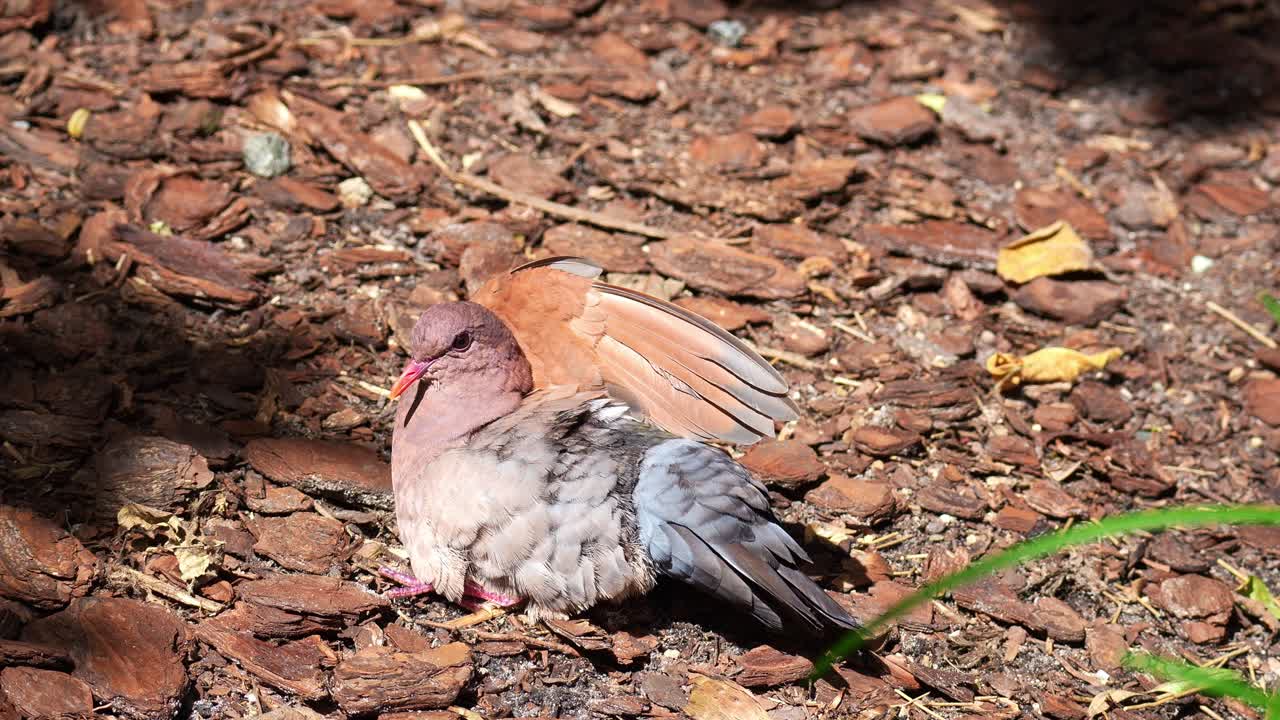 A ground dove basks under the sunlight, raising its wing and drying its feathers, close up shot