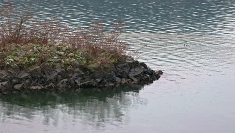 Escena-Pacífica-Pequeña-Isla-Rocosa,-Piedras-Y-Hierba,-Como-Patos,-Patitos-Nadando-En-Aguas-Tranquilas