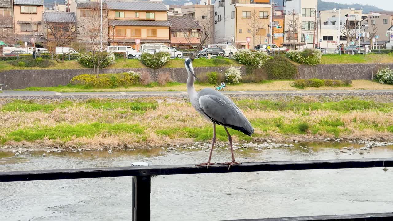 A grey heron stands still on a black railing with Kyoto's urban skyline behind it