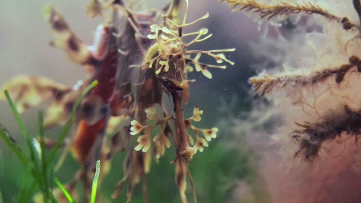 Pesce foglia con uova, primi piani macro, 4k slow motion