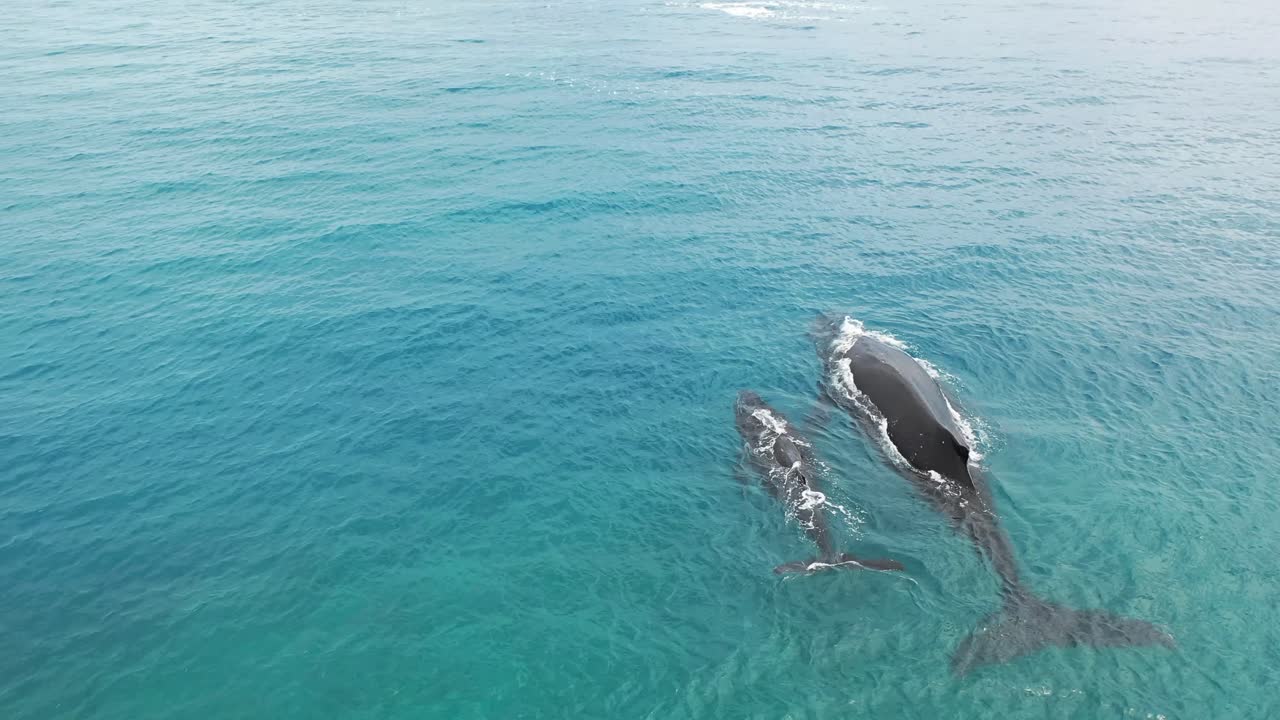 쿡 제도 - 라로통가 고래 관찰 12
