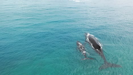 Islas-Cook---Avistamiento-De-Ballenas-Rarotonga-12