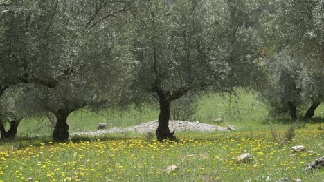 organic olive grove in spring with the ground full of flowers