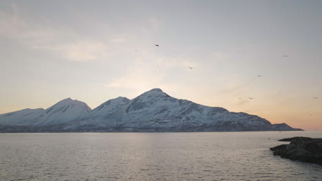 panoramic winter landscape with flock of oystercatcher birds flying over the calm ocean at tromvik, kvaloya in northern norway