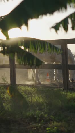 a white horse interacting with an orange cone in a dusty paddock at sunset