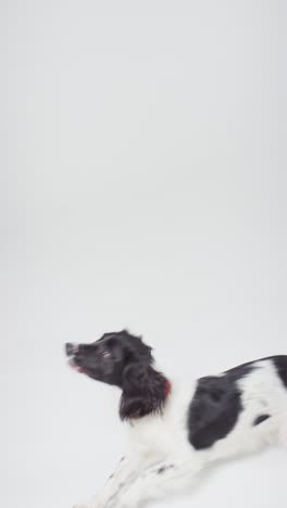 vertical shot of dog running