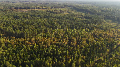 aerial view of dense forest with green trees in pavilosta, latvia.