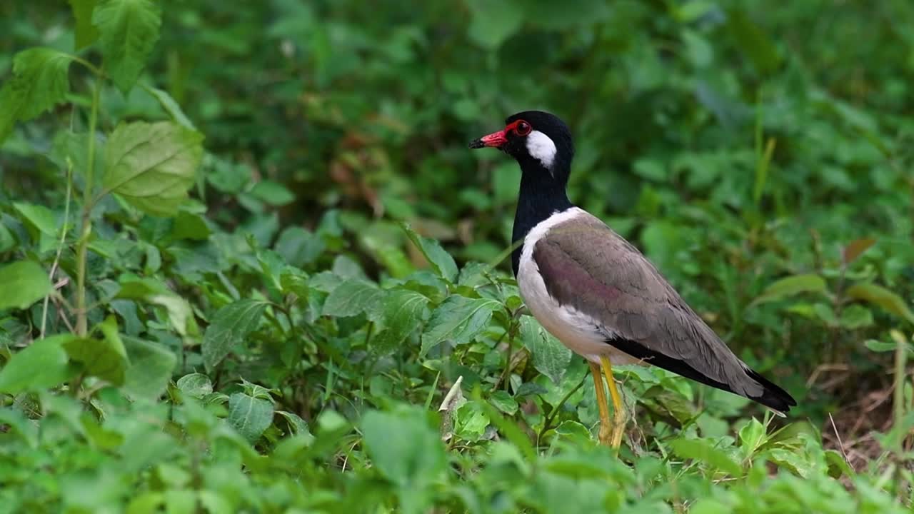 red-wattled lapwing은 태국에서 가장 흔한 새 중 하나입니다.
