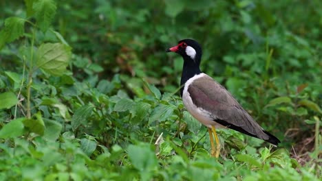 The Red-wattled Lapwing is one of the most common birds of Thailand
