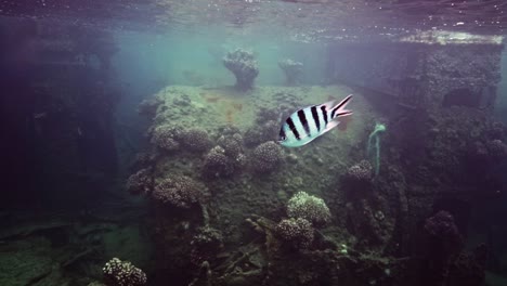 scissortail sergeant swimming under the sea with beautiful corals