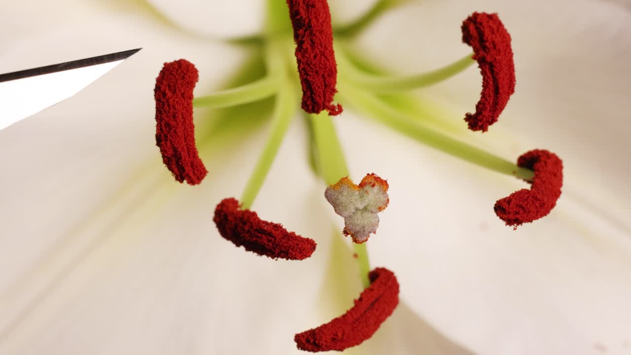 Detailed macro view of a lily flower's reproductive parts, highlighting stamen and pistil interaction with a scalpel