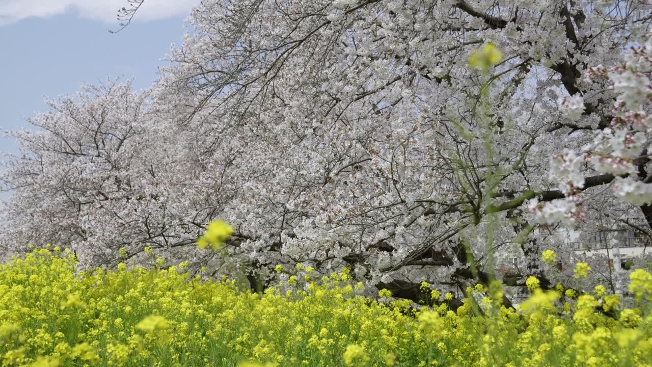 Incredible yellow canola flowers and Sakura against blue sky