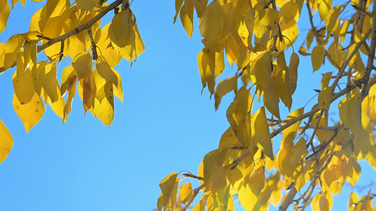 A close-up of sunlit, bright yellow autumn foliage on a tree in Mongolia. The golden leaves create a vivid contrast against the deep blue sky and a dark, rocky backdrop