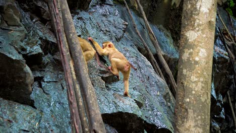 a monkey on a rock rock drinks water in a tropical forest