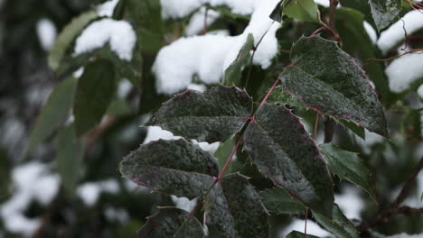 frozen branches