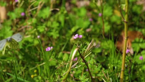 Schwarzgeäderter-Weißer-Schmetterling,-Der-Im-Frühling-Von-Der-Violetten-Hepatica-Blüte-Abhebt