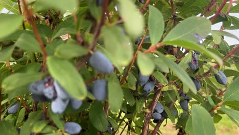 Numerous ripe Haskap blueberries on a dense bush