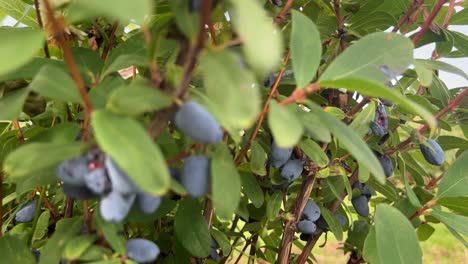 numerous ripe haskap blueberries on a dense bush