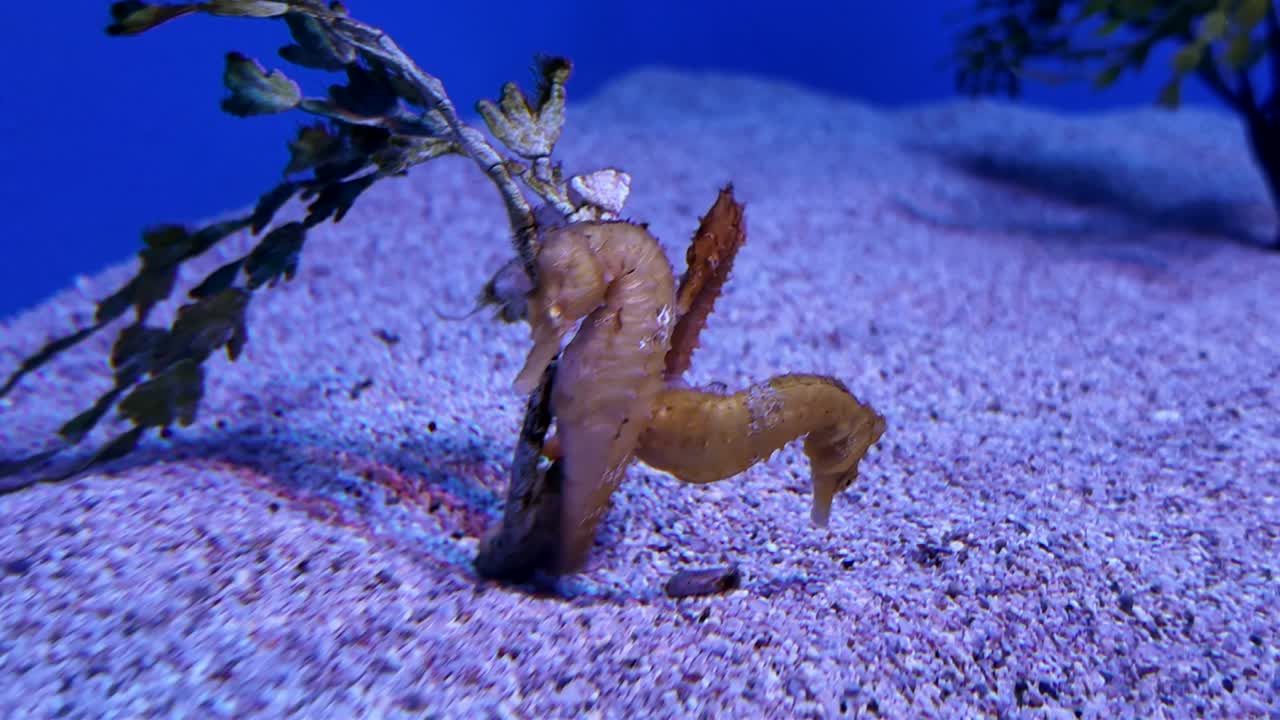 Two male seahorses showing off their strong tail grip and swimming skills to impress, compete, and attract a female seahorse to mate with. Territorial behavior