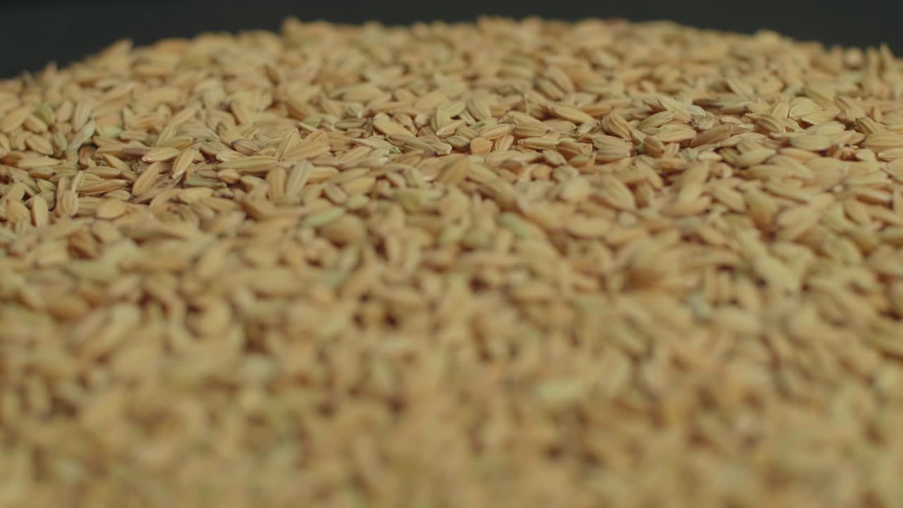 Rice Comes Towards The Camera In Slow Motion. Winning Flavore Rice Grains