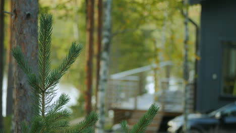 Pequeña-Escapada-Privada-En-El-Bosque,-El-Bosque-Y-El-Fondo-De-La-Cabaña-Fuera-De-Foco