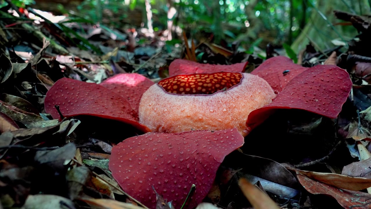 Rekaman 4K Genggam Gerak Lambat Sudut Lebar Rafflesia kerrii Segar di Dasar Hutan dengan Lalat Bertengger di Kelopak, Taman Nasional Khao Sok, Wilayah Pegunungan Surat Thani, Thailand