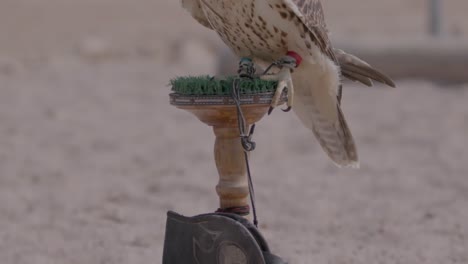 close-up of a falcon perched with a leather hood covering its eyes on sandy ground