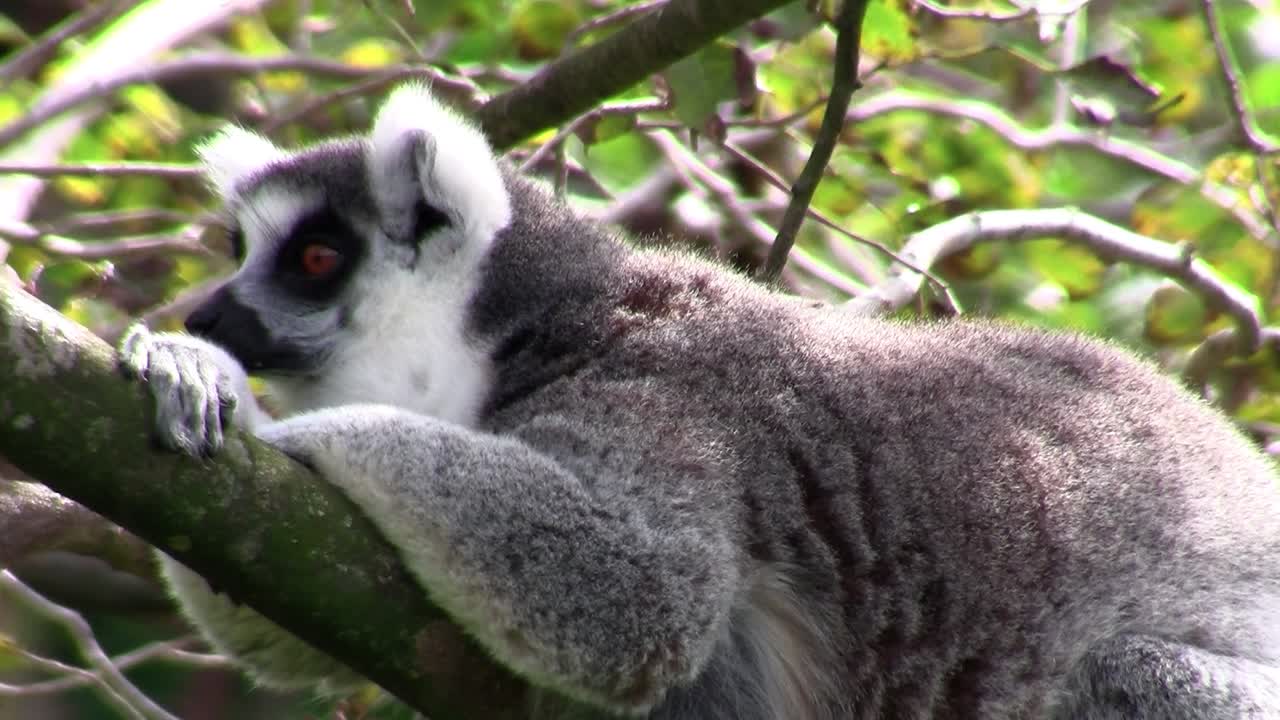 un lémur de cola anillada descansa sobre una rama