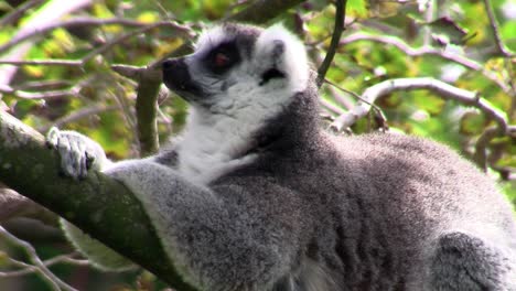 a ringtail lemur rests on a branch