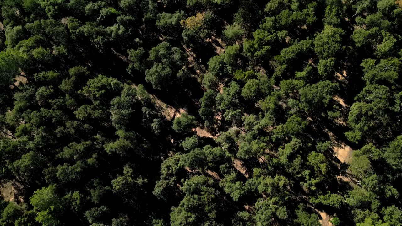 아부키아스 (arbucias, girona, 스페인) 의 숲 위를 날아다니고 있습니다.