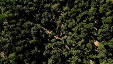 volando sobre el área forestal en arbucias, girona, españa