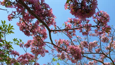 Low angle shot pink tabebuya flowers on the trees with blue sky on the background