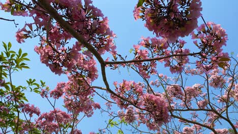 low angle shot pink tabebuya flowers on the trees with blue sky on the background