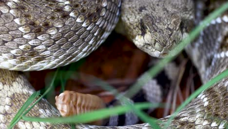 closeup video of a western diamondback rattlesnake crotalus atrox focused on the rattle