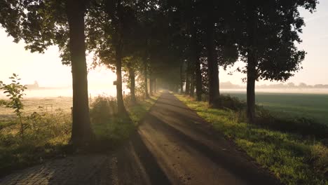 sunrise path through trees