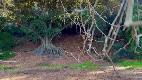 Blick-Durch-Äste-Auf-Die-Wurzeln-Des-Moreton-Lorbeerbaums-In-Der-Ferne-Im-Herbst,-Perth,-Westaustralien