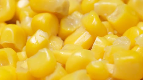 corn seeds rotate in a circle macro video corn seeds rotate in a circle macro video