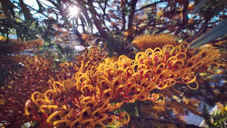 wider angle of a gravillea robustus flower