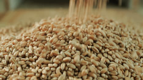 Wheat-is-poured-into-a-small-pile