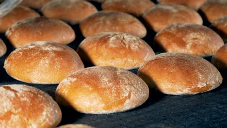 industrial bakery concept. round just made bread loaves leave the oven on a conveyor.