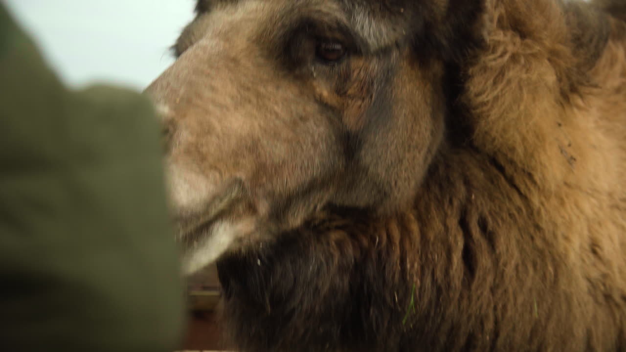 camello masticando heno en un zoológico