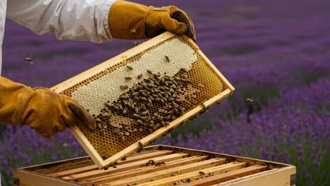 a beekeeper harvesting honeycomb from a hive surrounded by vibrant lavender fields, showcasing the intricate relationship between bees and nature's beauty
